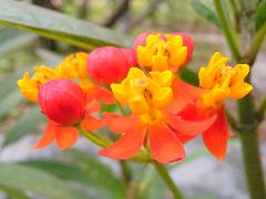 馬利筋  花冠為紅色，副花冠為金黃色(蔡秀錦攝)