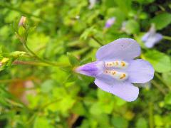 通泉草  開紫色唇形花(蔡秀錦攝)