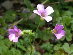 紫花酢漿草 小花排成繖形花序(蔡秀錦攝)