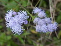 紫花霍香薊  紫色頭狀花(蔡秀錦攝)