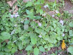 紫花霍香薊  植株成群生長(蔡秀錦攝)