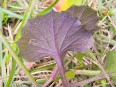 紫背草  葉子背面為紫紅色(蔡秀錦攝)