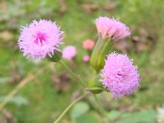 紫背草  紫紅色頭狀花序(蔡秀錦攝)