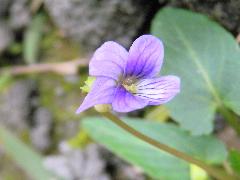 菲律賓菫菜  花朵內有雄蕊與雌蕊(蔡秀錦攝)