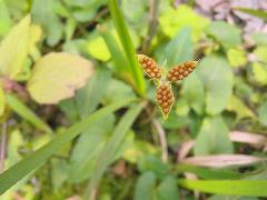 菲律賓菫菜  果實成熟會三裂(蔡秀錦攝)