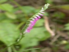 綬草  小花單側排列(蔡秀錦攝)