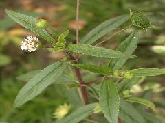 鱧腸  莖為暗紅色(蔡秀錦攝)