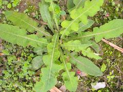 苦苣菜  幼株(蔡秀錦攝)