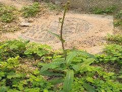 苦苣菜  將開花植株(蔡秀錦攝)