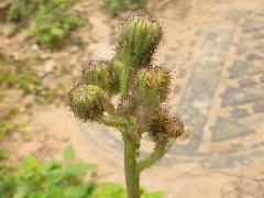 苦苣菜  花苞(蔡秀錦攝)