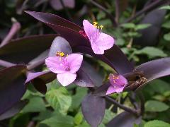 紫錦草  花瓣3枚、粉紅色(蔡秀錦攝)