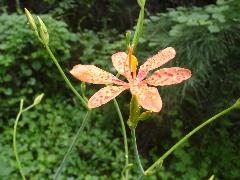 射干  花瓣6枚(蔡秀錦攝)