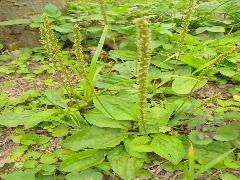 車前草  為多年草本植物(蔡秀錦攝)