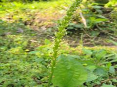 車前草  小花白色(蔡秀錦攝)