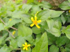 金腰箭舅  小花黃色，排列成頭狀花序(蔡秀錦攝)