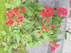 繁星花  花瓣為紅色(蔡秀錦攝)