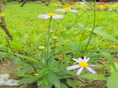 雞兒腸  為多年生草本植物(蔡秀錦攝)