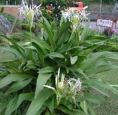 挺綠的外形，芳香的白花，可栽植為盆栽、庭園綠籬，有觀賞價值(蔡秀錦攝)