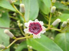 雞屎藤的花為合瓣花(蔡秀錦攝)