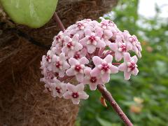 繖形花序