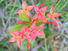 花冠為鮮紅色，花萼4裂，花瓣為長卵形(蔡秀錦攝)