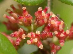 胡椒木為雌雄異株，雄花黃色，雌花紅橙色(蔡秀錦攝)