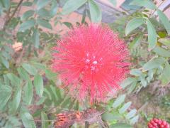 粉撲花雄蕊挺出於花冠外，花絲組合像粉撲(蔡秀錦攝)