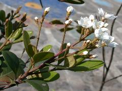 厚葉石斑木  花朵為圓錐花序(蔡秀錦攝)