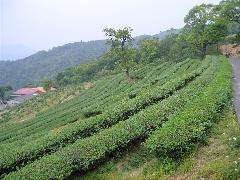 茶園(蔡秀錦攝) 