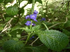 長穗木  是優良的蜜源植物(蔡秀錦攝)