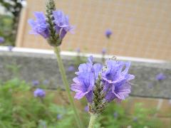 羽葉薰衣草  花為紫色(蔡秀錦攝)