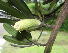 雌雄異株，雄花圓柱形(蔡秀錦攝)