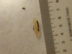 短翅竈蟋 卵約2.2mm(蔡秀錦攝)