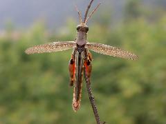 斑腳蝗  自然風乾標本(蔡秀錦攝)