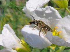 切葉蜂 Megachilidae02.jpg