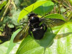 黑翅木蜂12.1.jpg