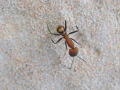 臺灣巨蟻 工蟻(蔡秀錦攝)