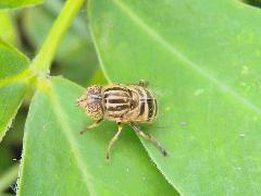 斑眼食蚜蠅.1.jpg