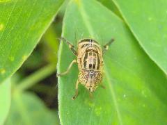 斑眼食蚜蠅.2.jpg