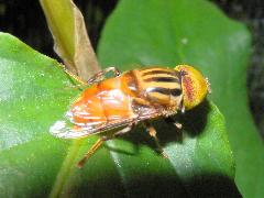 斑眼食蚜蠅的一種  成蟲(蔡秀錦攝)