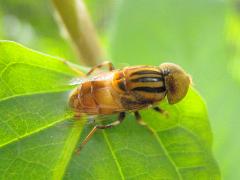 斑眼食蚜蠅45.1.jpg