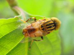 斑眼食蚜蠅47.1.jpg