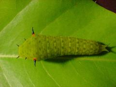 綠斑鳳蝶  終齡幼蟲(蔡秀錦攝)