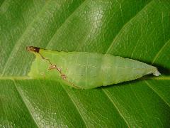 綠斑鳳蝶  蛹(蔡秀錦攝)