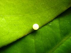 綠斑鳳蝶  卵(蔡秀錦攝)