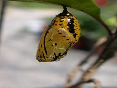大白斑蝶 蛹(蔡秀錦攝)