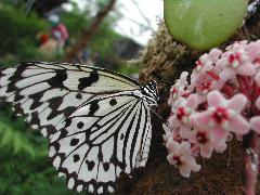 黑點大白斑蝶 訪花(鄭立娜攝)