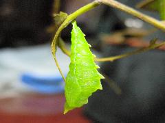 豹紋蝶 蛹(蔡秀錦攝)