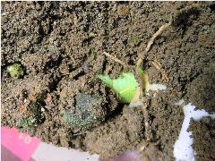豆天蛾 終齡幼蟲爬入土裡準備化蛹(蔡秀錦攝)