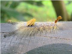 褐斑毒蛾 幼蟲(蔡秀錦攝)
